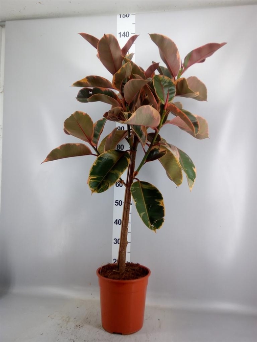 <h4>Ficus ...</h4>