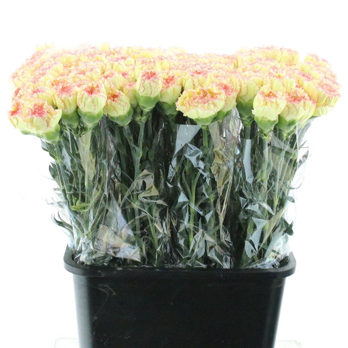 <h4>Di St Reina Yellow + Pink Edge X 160</h4>