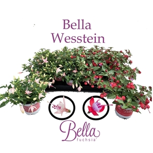 Fuchsia Bella Fuchsia hangend gemengd