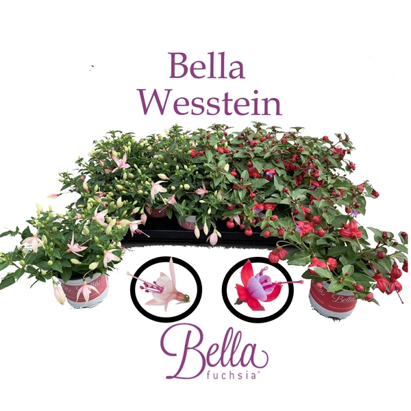 <h4>Bella Fuchsia Gemengd Hang</h4>