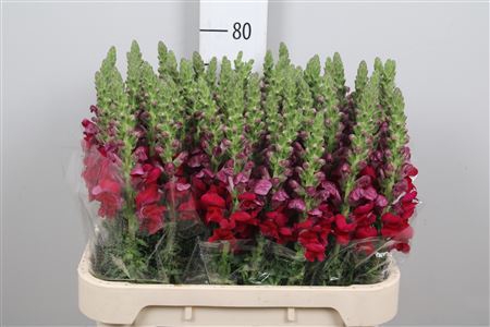 <h4>Antirrhinum majus 'Opus Red'</h4>