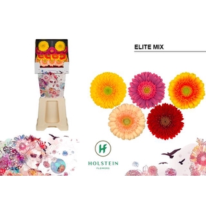 Germini Mix Elite Diamond