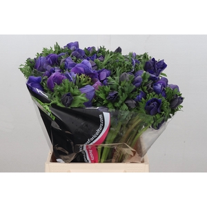 Anemone Mistral Plus Blue