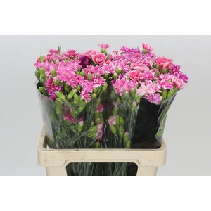 Dianthus Sp Tessino Cherry