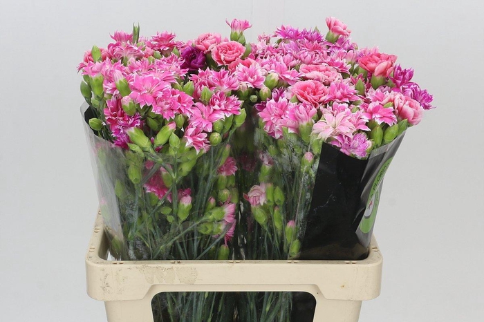 <h4>Dianthus Sp Tessino Cherry</h4>