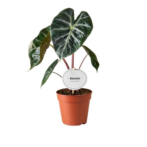 Alocasia overig