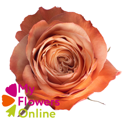 <h4>R Gr Kahala Salmon 50cm EC</h4>