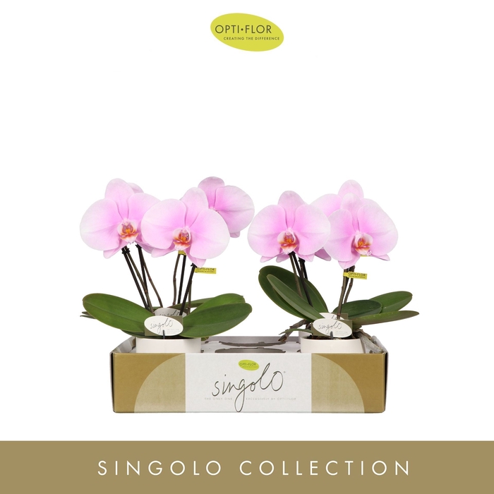 <h4>Phalaenopsis overig roze (enkele ta</h4>