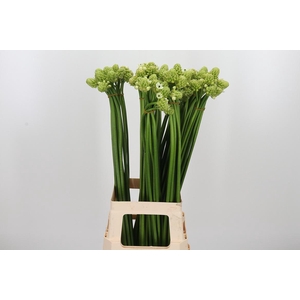 Ornithogalum Saundersiae