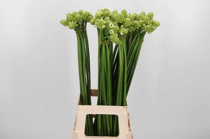 <h4>Ornithogalum Saundersiae</h4>