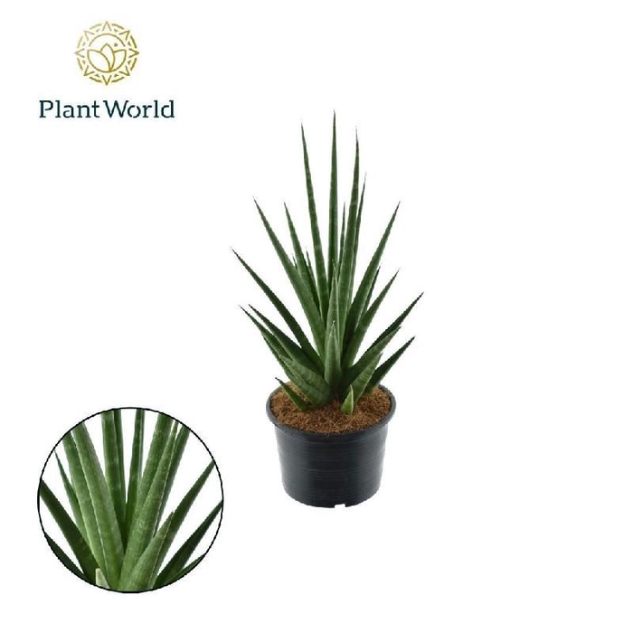 <h4>Sansevieria cylindrica overig Dancing Queen</h4>