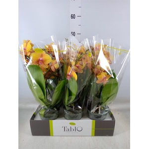 Phalaenopsis   ...orange