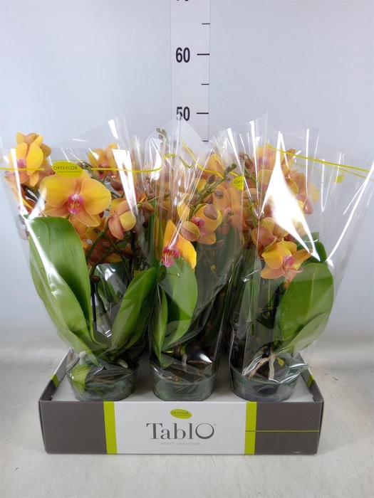 <h4>Phalaenopsis   ...orange</h4>