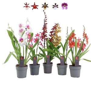 Inca Orchid mix 2 spike