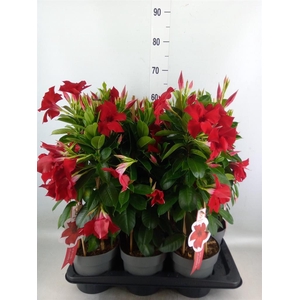 Mandevilla sand. 'SumStar Red'