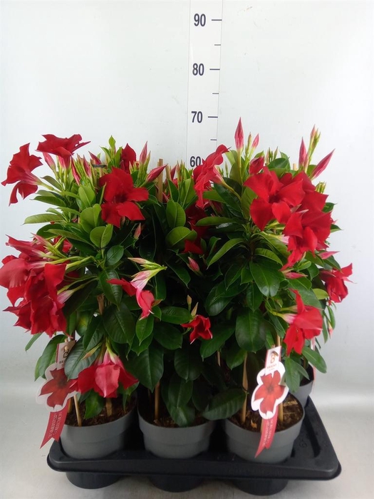 <h4>Mandevilla sand. 'SumStar Red'</h4>