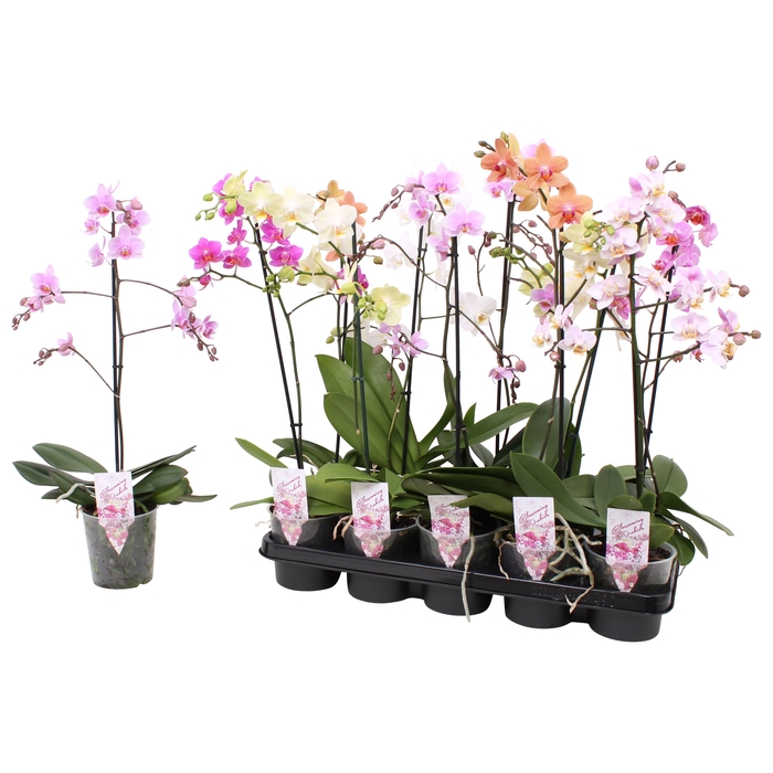 <h4>Phal. Multiflora 1-tak mix 4 kleuren</h4>