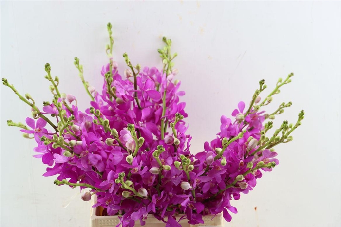 <h4>Mokara Jubkuan</h4>