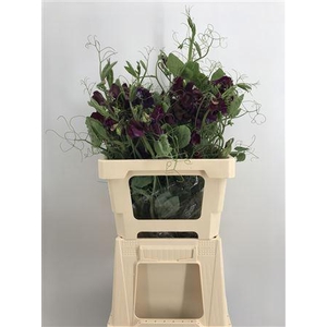 Lathyr Purple Ramo Viola Scuro