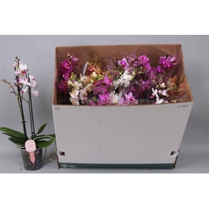 Phalaenopsis MF mix 12Ø 50cm 2st 30fl