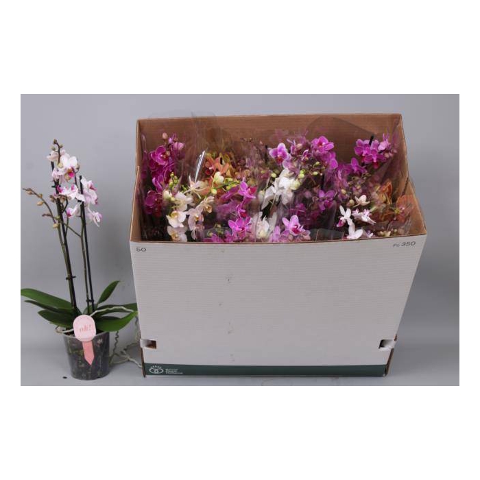 <h4>Phalaenopsis MF mix 12Ø 50cm 2st 30fl</h4>