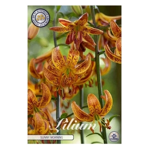 Lilium Martagon Sunny morning x 1 14/16