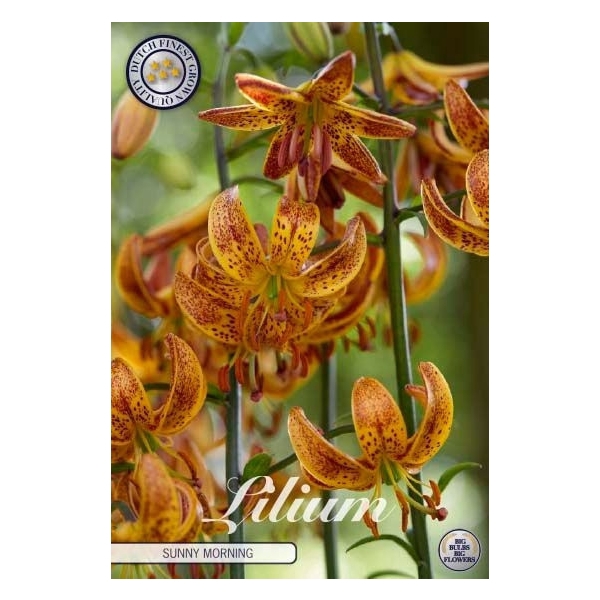 <h4>Lilium Martagon Sunny morning x 1 14/16</h4>