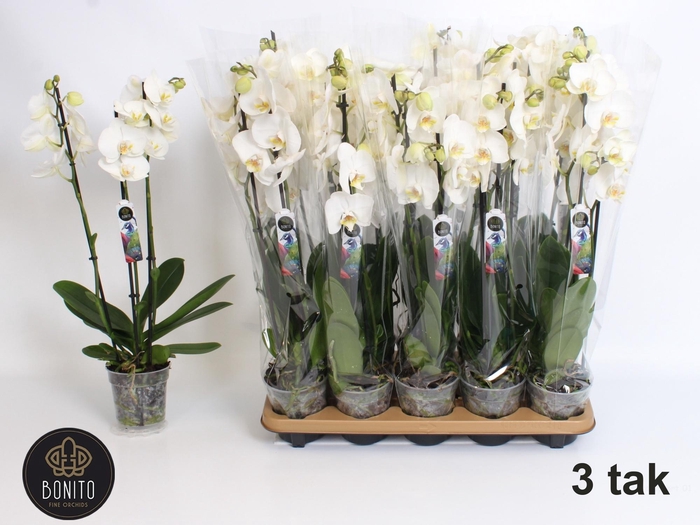 arr8 Phal An Nottingham