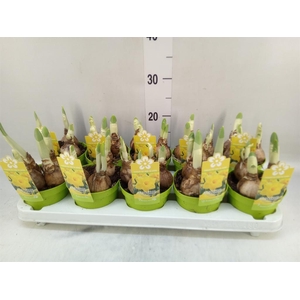 Narcissus TR 'Gold Medal'