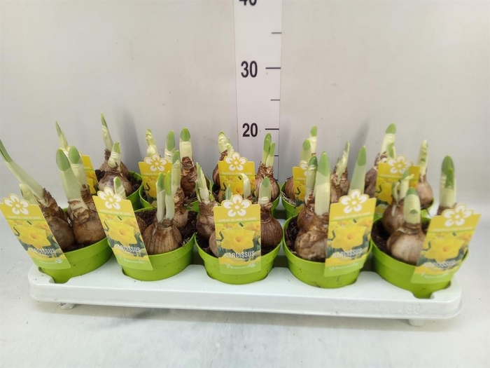 <h4>Narcissus TR 'Gold Medal'</h4>