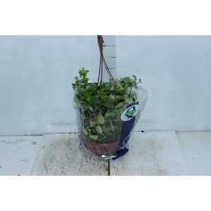 COLUMNEA BATOM C21