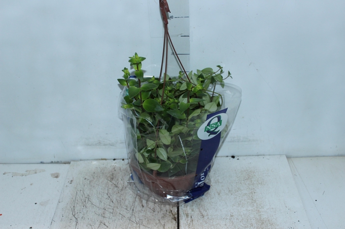 <h4>COLUMNEA BATOM C21</h4>