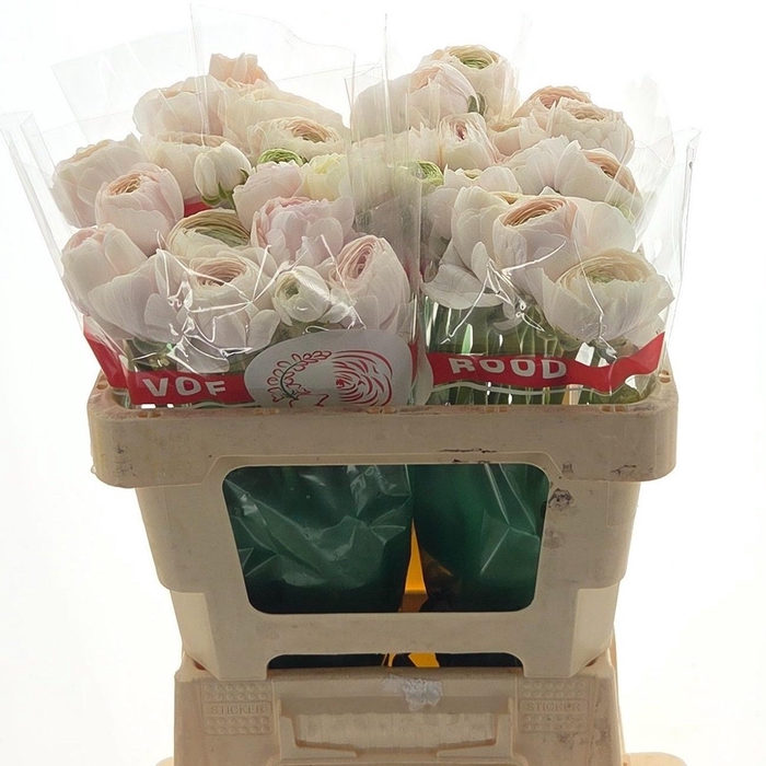 <h4>RAN SU HANOI</h4>