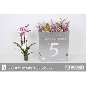 PHAL GEM 8 KL