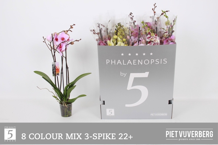 <h4>PHAL GEM 8 KL</h4>