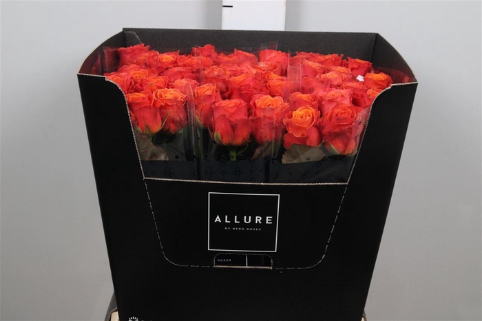 <h4>R Gr Clarence+</h4>