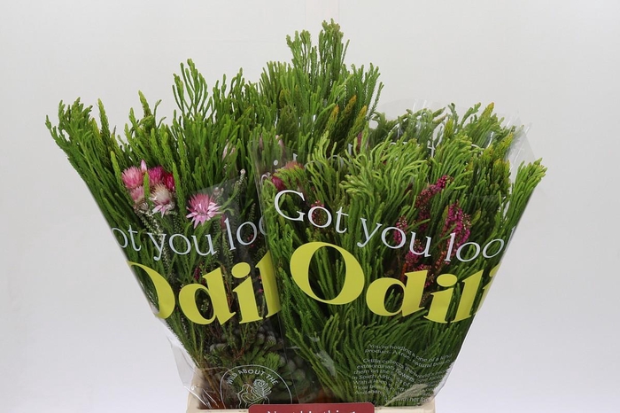 <h4>BQ Cape Greenmix</h4>