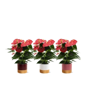 Anthurium Esudo in Frederique 1 ceramics