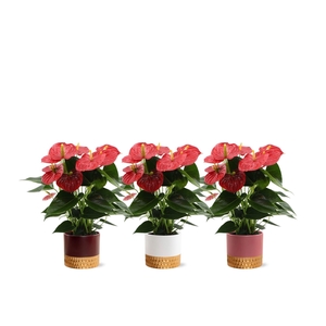 Anthurium 14 cm Esudo in Frederique 1 ceramics