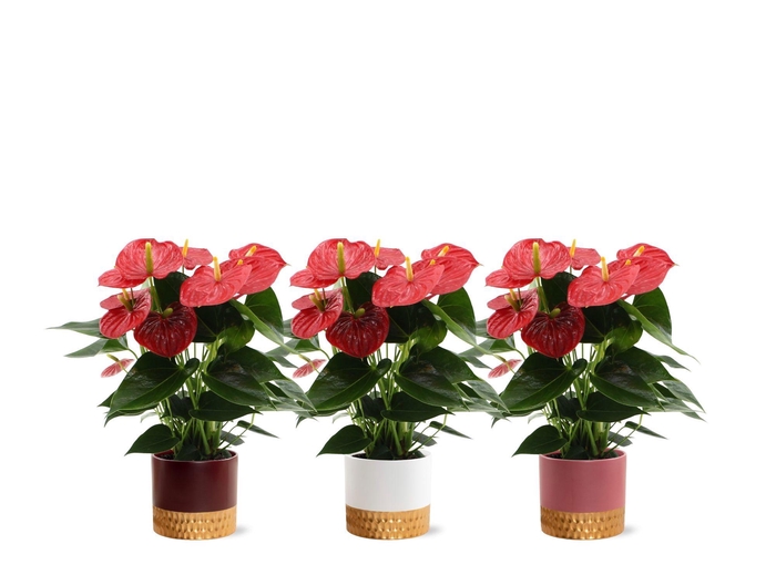 <h4>Anthurium 14 cm Esudo in Frederique 1 ceramics</h4>