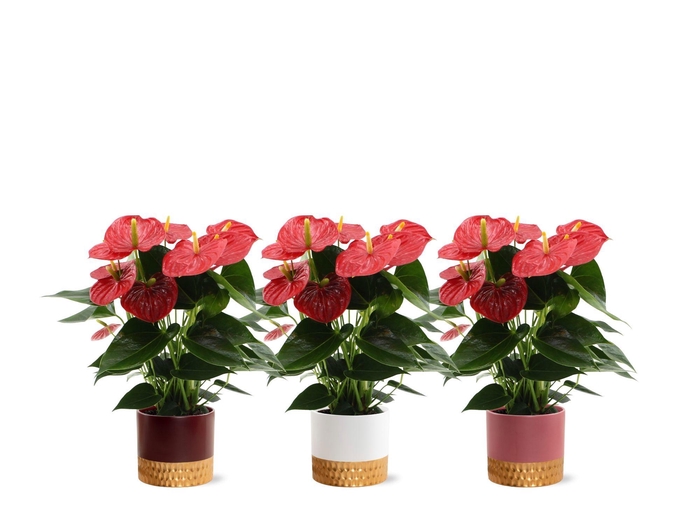 <h4>Anthurium 14 cm Esudo in Frederique 1 ceramics</h4>