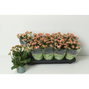 Kal Ge Perfecta Pink