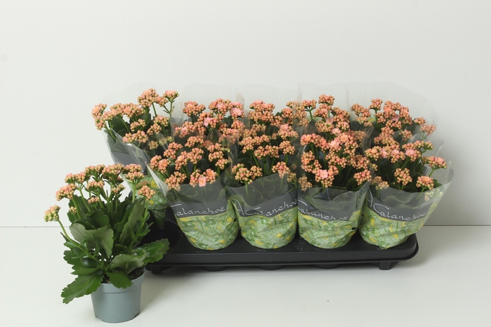 <h4>Kal Ge Perfecta Pink</h4>