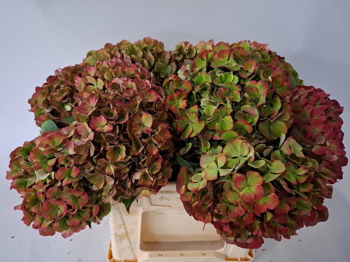 <h4>HYDR M MY RIO CL</h4>