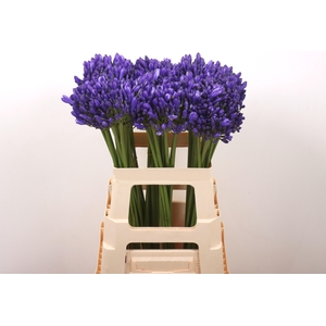 Agap Eyfori Blue
