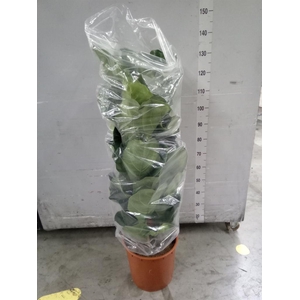 Ficus lyrata