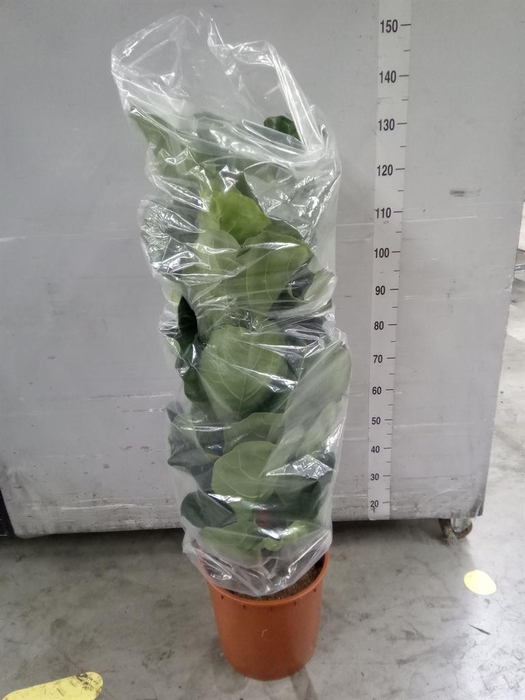 <h4>Ficus lyrata</h4>