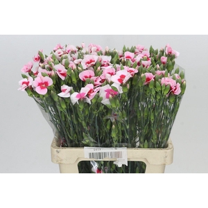 Dianthus Sp Symply Cherry