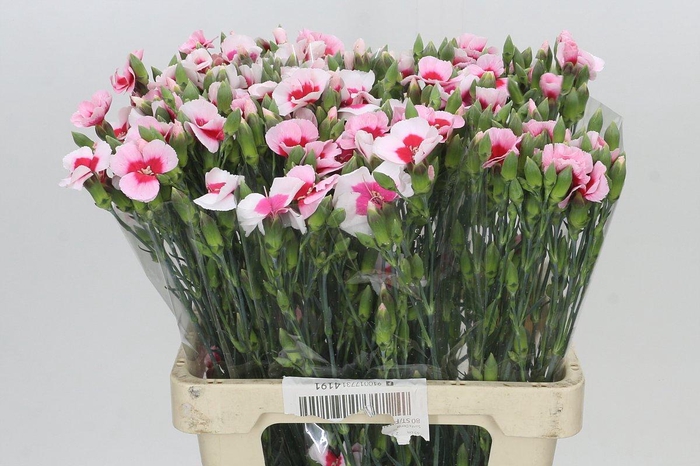 <h4>Dianthus Sp Symply Cherry</h4>