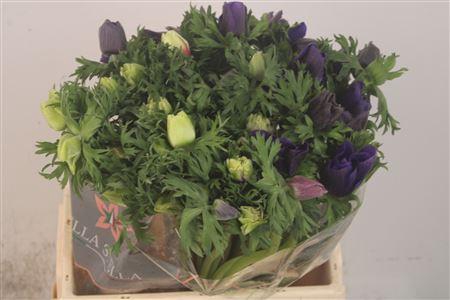 <h4>Anemone Galil Pastel</h4>